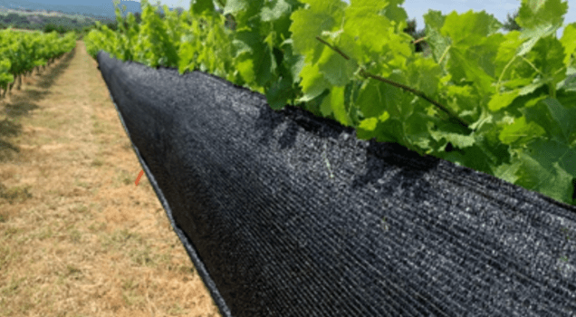 Protection climatique pour la viticulture Delta cover ombrage