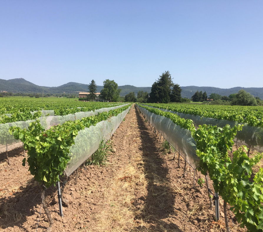 Protection climatique pour la viticulture Système Delta Cover