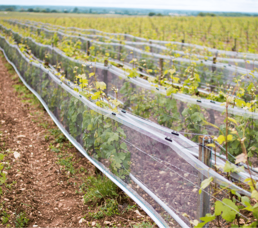 Protection climatique pour la viticulture Système Whailex