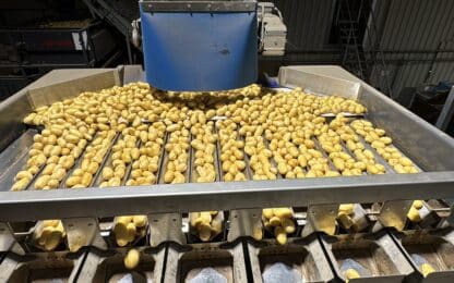 Emballage des pommes de terre : un accompagnement de l’arrachage à la mise en rayon
