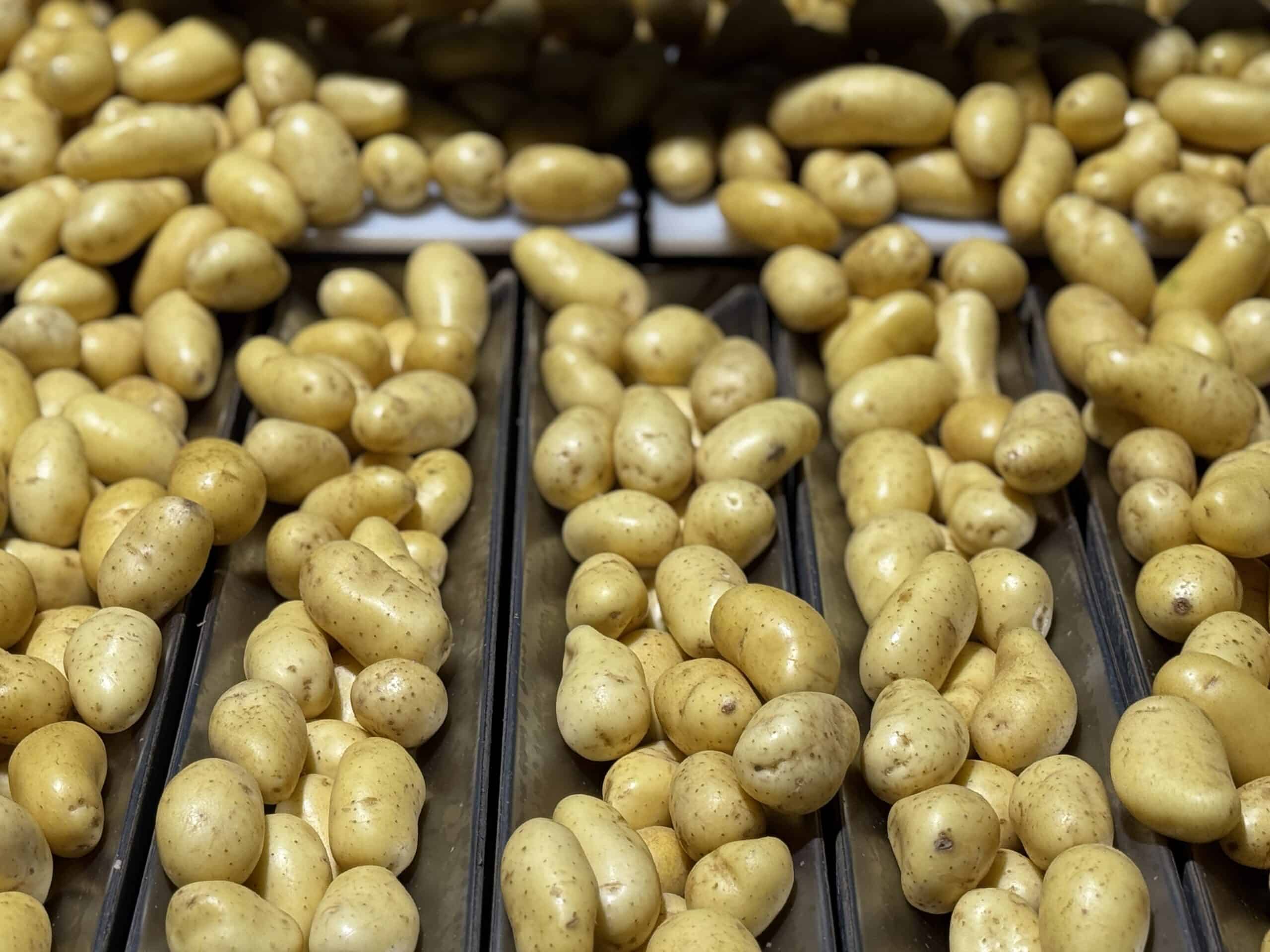 Emballage des pommes de terre : un accompagnement de l&rsquo;arrachage à la mise en rayon