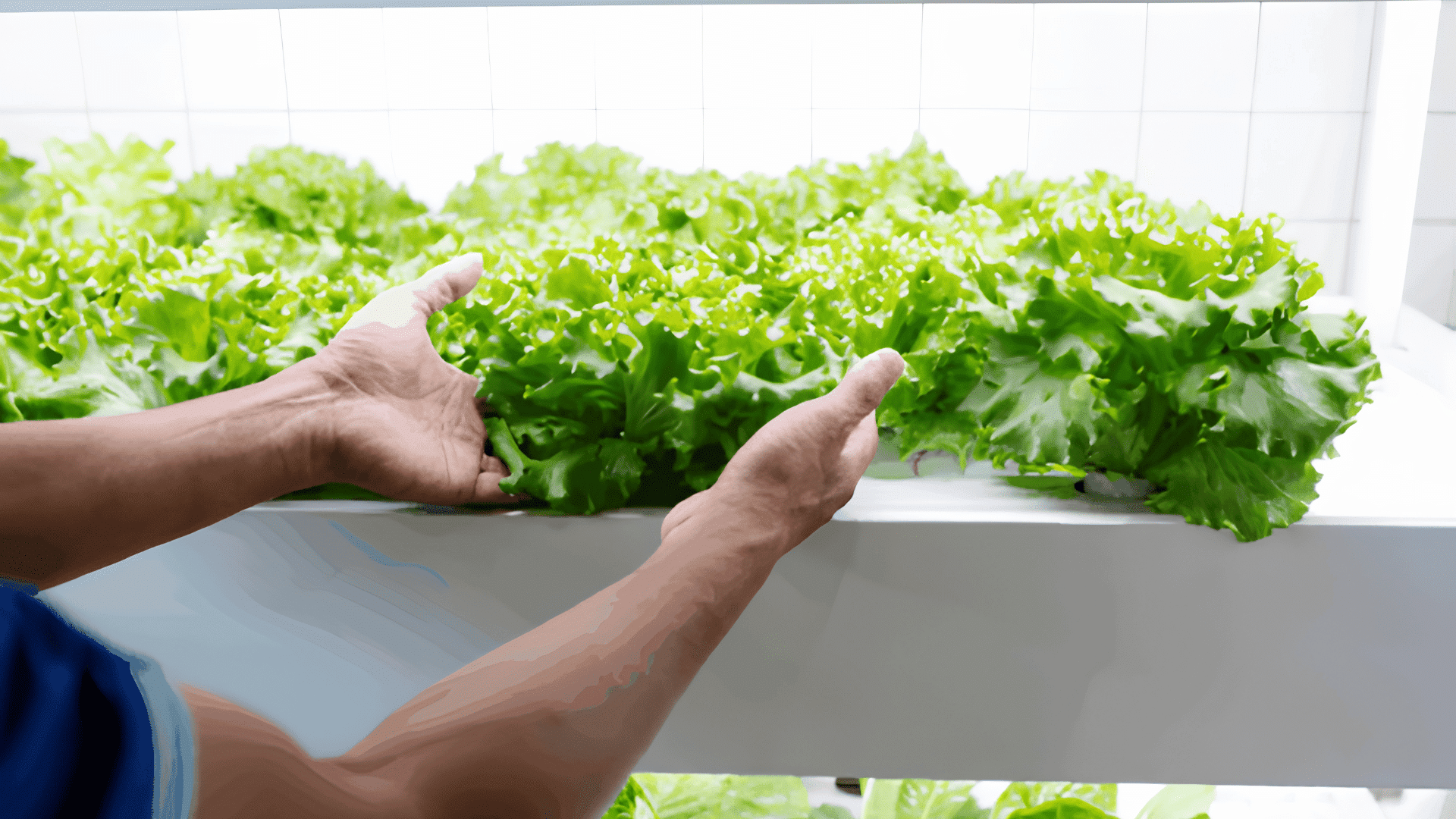 Pourquoi et comment optimiser le conditionnement de la salade et des jeunes pousses ?