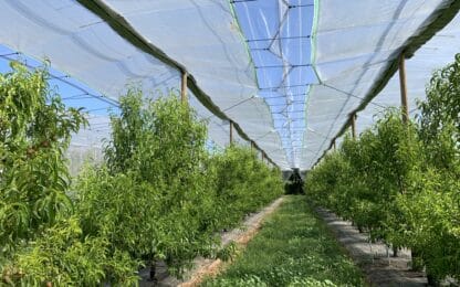 Installer un filet anti-grêle pour son verger : les nombreux avantages