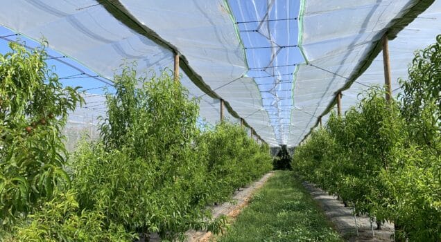 Filet de protection des vergers anti-grêle