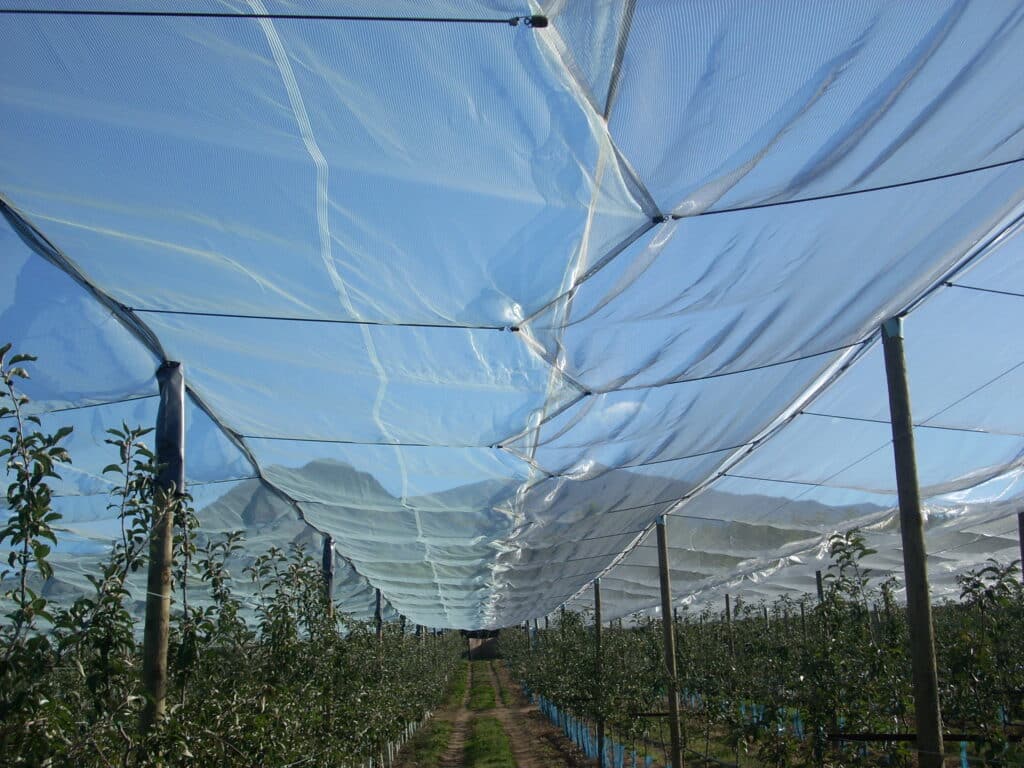 Structure avec filet anti-grêle verger abricotiers 