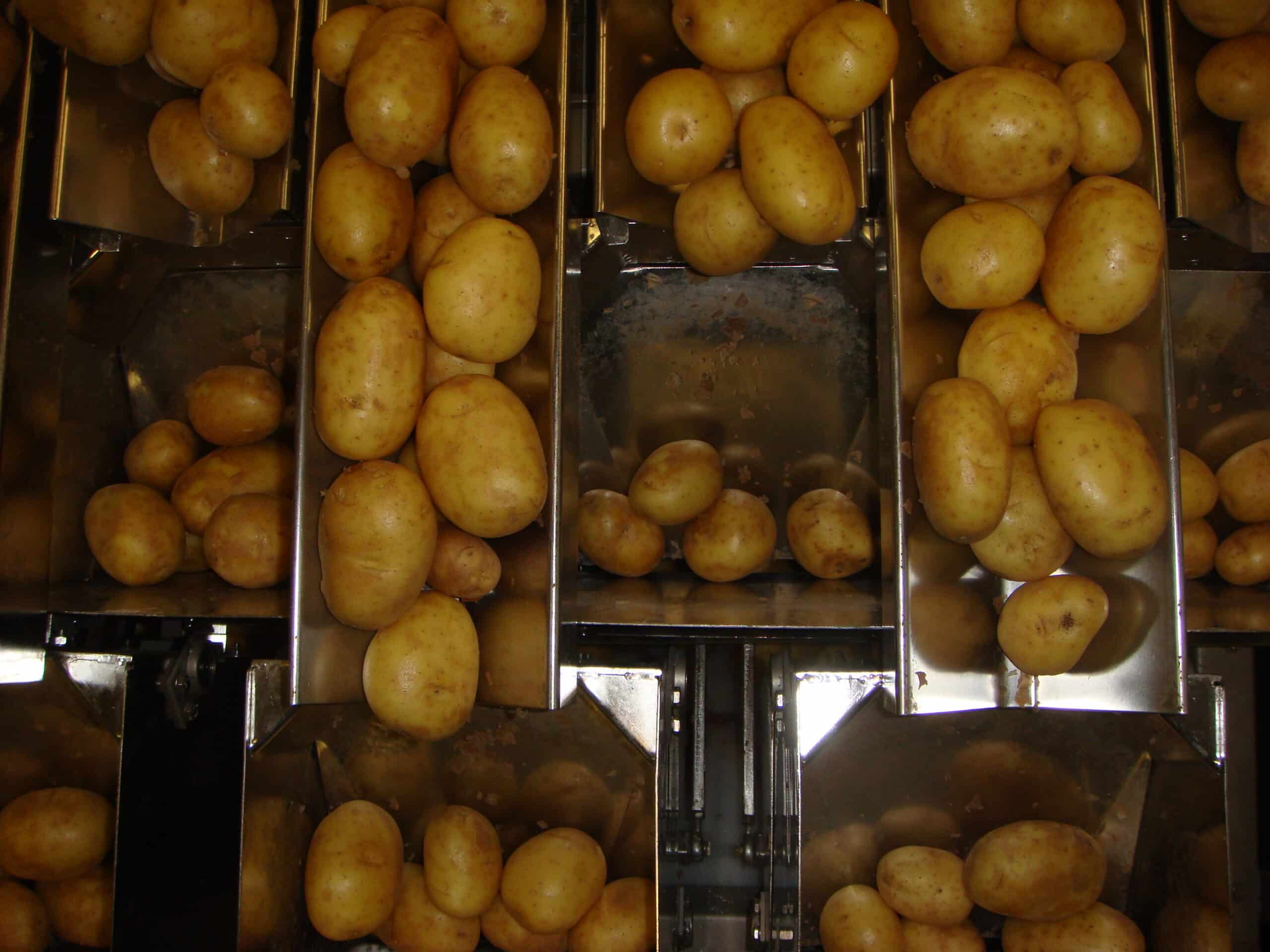 Pommes de terre dans une peseuse
