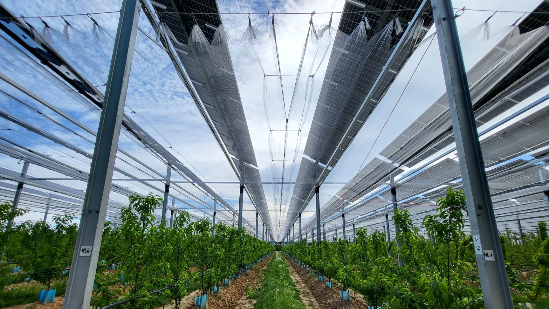 Protection en agrivoltaïsme