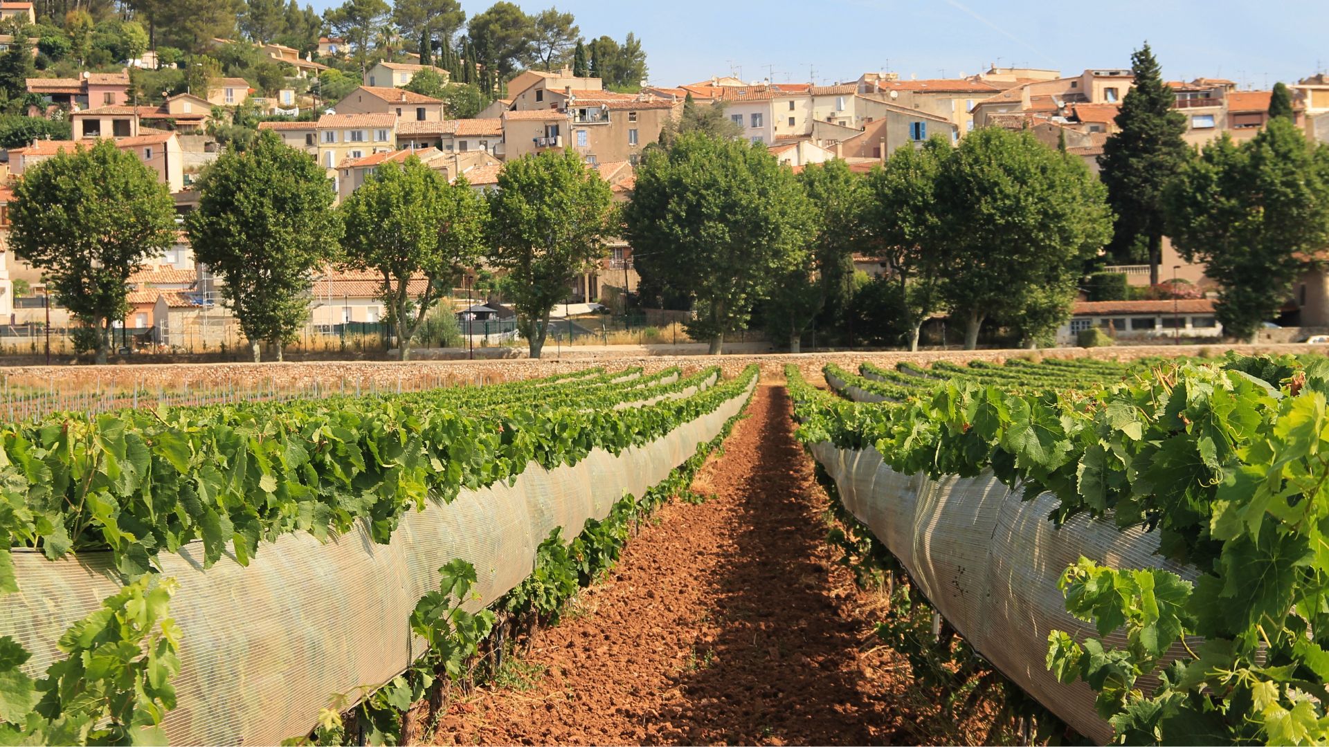 Protection pour la viticulture 