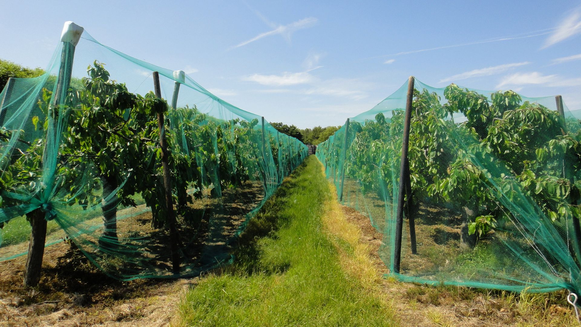Protection des arbres fruitiers