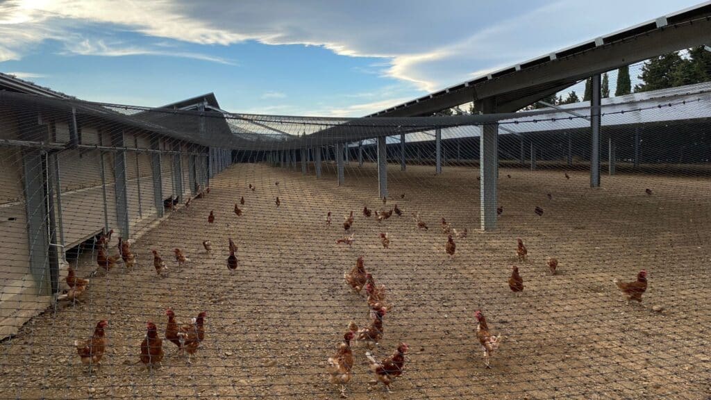 Filet de protection pour volière agrivoltaïque