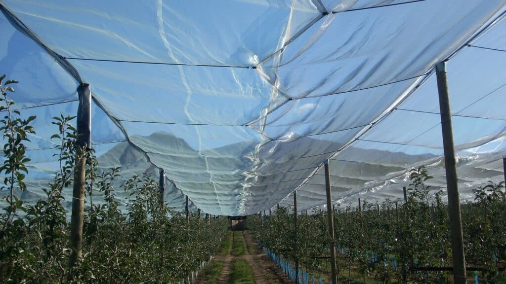 Protection contre la grêle des arbres fruitiers
