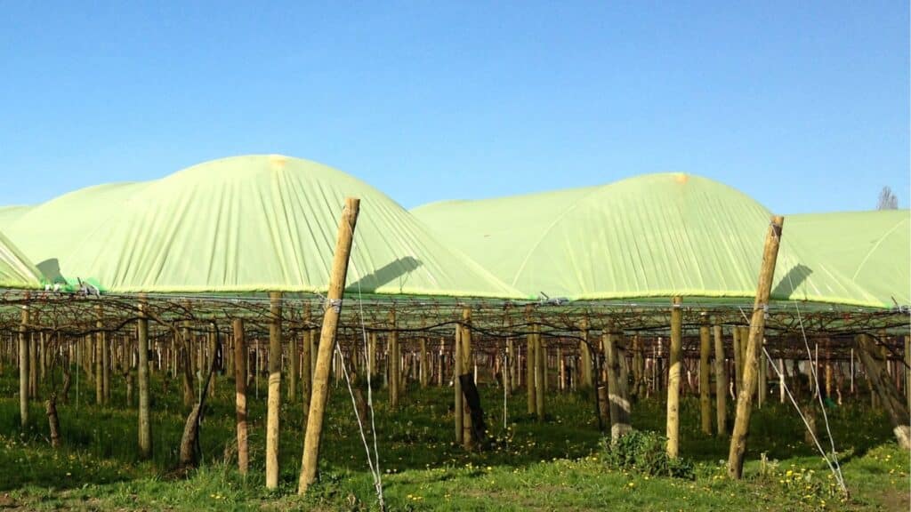 Solution de protection anti-pluie pour vergers d'arbres à kiwi, actinidia