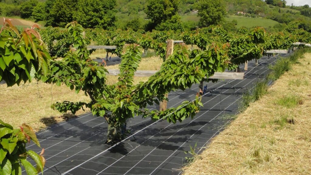 Solution de paillage professionnelle pour les arbres fruitiers et vergers