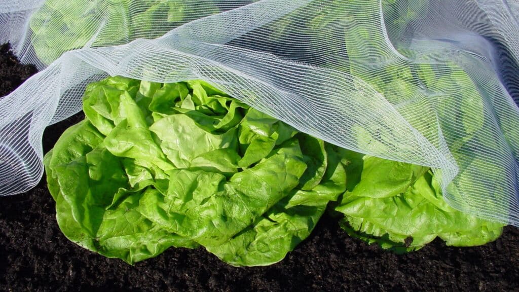 Filet de protection contre les insectes pour les cultures de salades