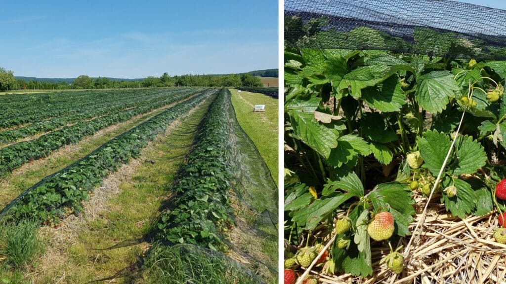 Filet dombrage pour culture maraichères : fraises, salade, courgettes