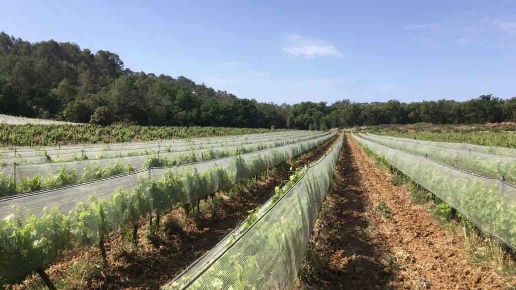 Solutions de protection grêle, gel, insectes et oiseaux pour les vignes