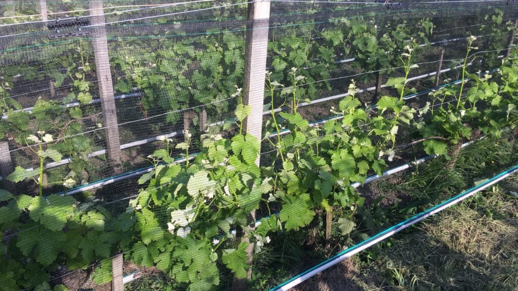 Filet de protection contre les insectes, les oiseaux et les gibiers pour les vignes