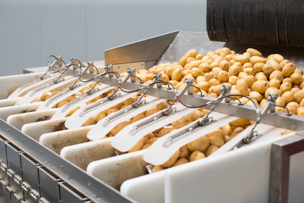 Machine industrielle peseuse cumulative pommes de terre
